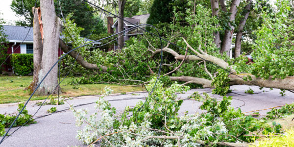 Trees Blown Over By High Winds Knocking Out Powerlines