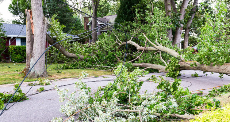 Trees Blown Over By High Winds Knocking Out Powerlines